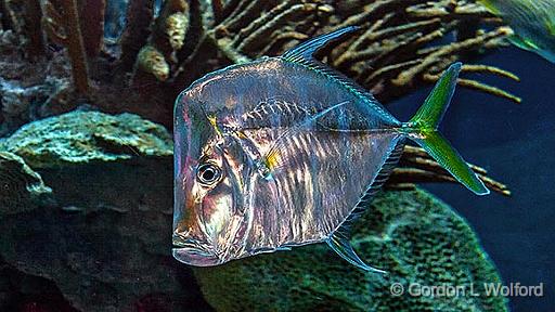 Iridescent Fish_4394.jpg - Photographed in Kemah, Texas, USA.